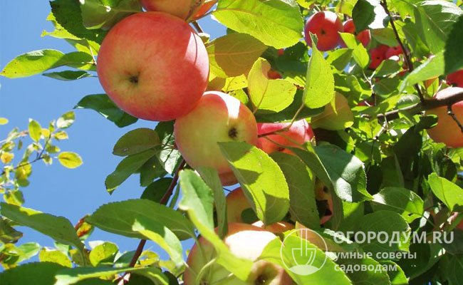 Сорт летнего срока созревания в южных регионах, а в центральных областях России – яблоки поспевают ранней осенью